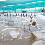 pond applications